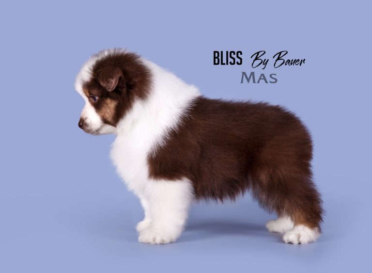 Bliss by Bauer ~