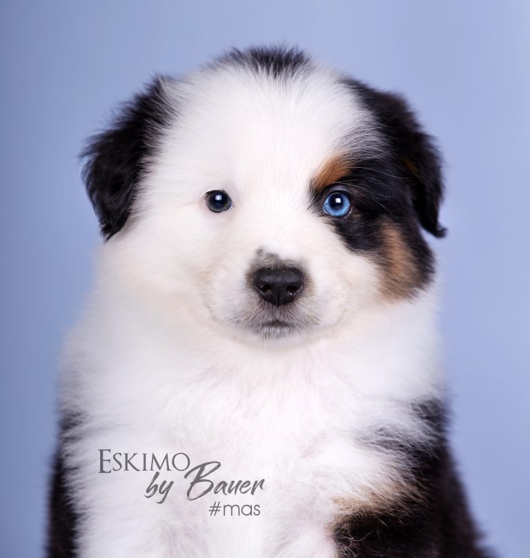 Eskimo by Bauer ~