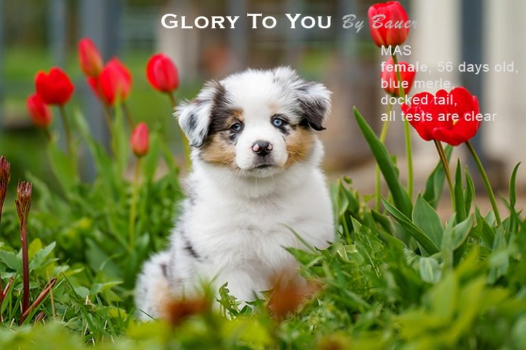 Glory to You by Bauer
