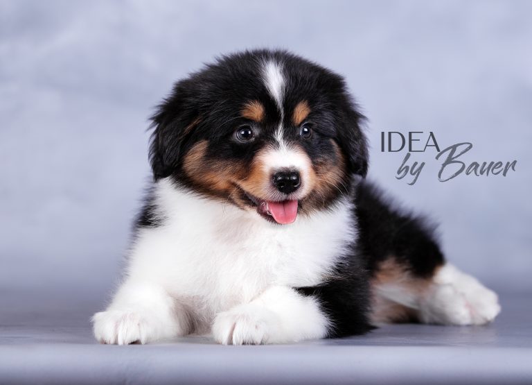 Idea by Bauer ~ УМА