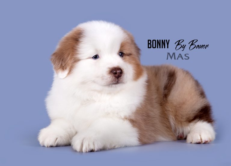 Bonny by Bauer ~