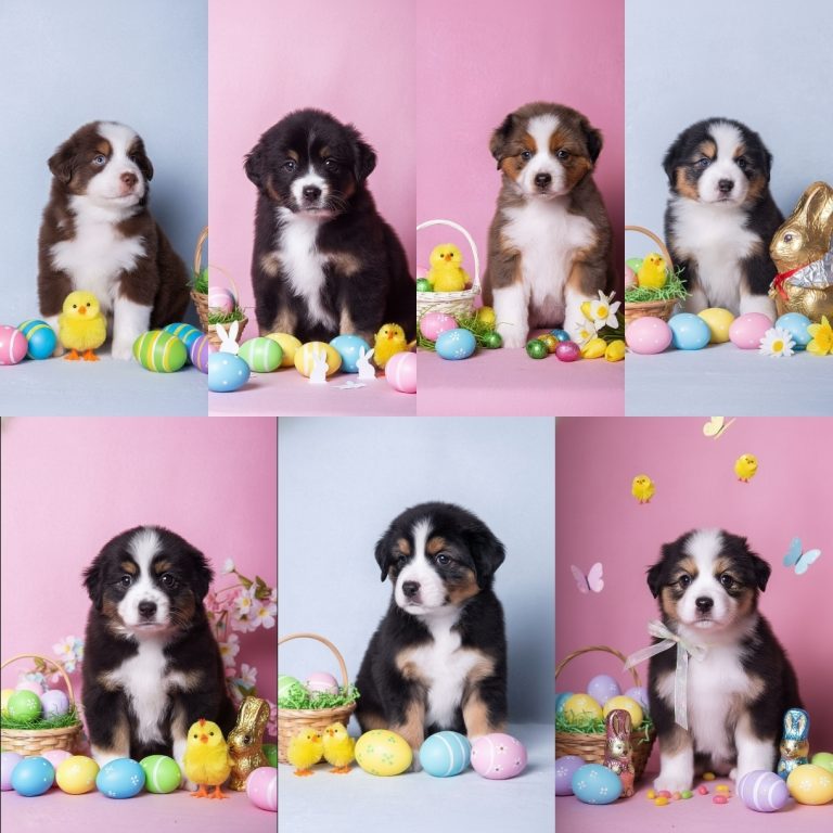 В г.Орел остались 3 прекрасных щенка мини аусси ! Доставка в любой регион!