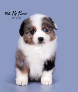 Wise by Bauer ~ ВАЙС, Мини-американская овчарка, фото 10 — питомник by Bauer