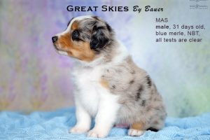Great Skies by Bauer (НБТ) ~ ПОНЧИК, Мини-американская овчарка, фото 2 — питомник by Bauer