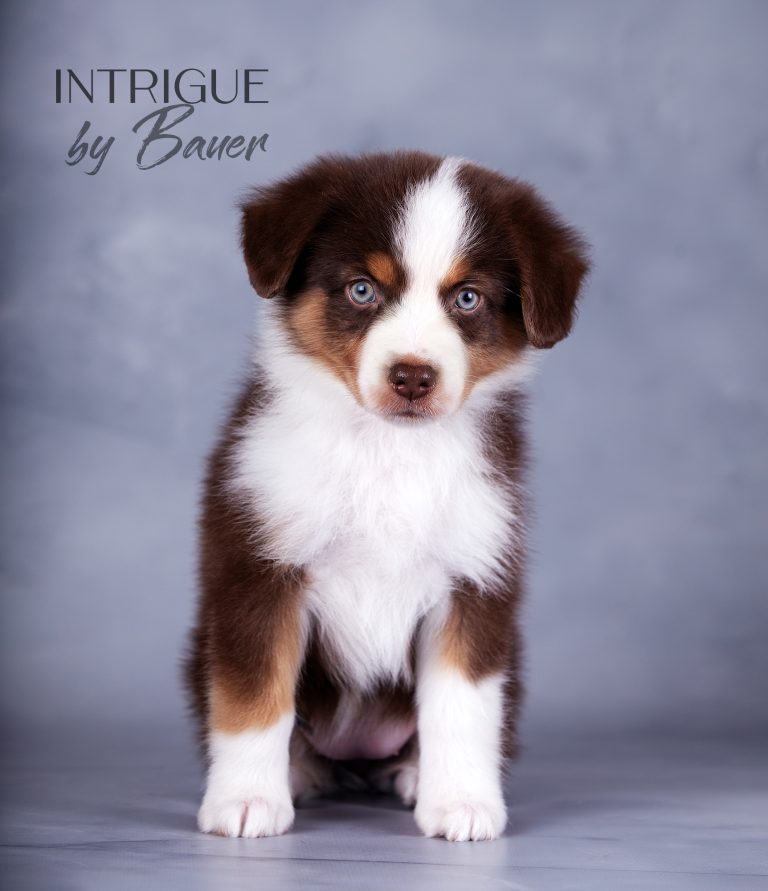 Intrigue by Bauer ~