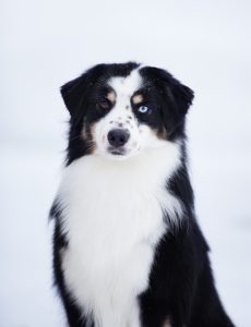 Born to Win by Bauer ~ БЬЁРН, Мини-американская овчарка, фото 10 — питомник by Bauer