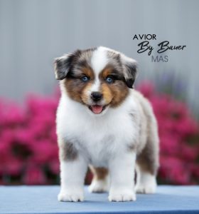 AVIOR by Bauer ~ ТАШ, Мини-американская овчарка, фото 39 — питомник by Bauer