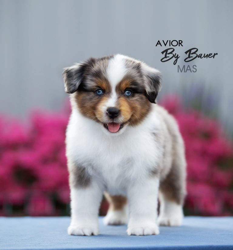 Avior by Bauer