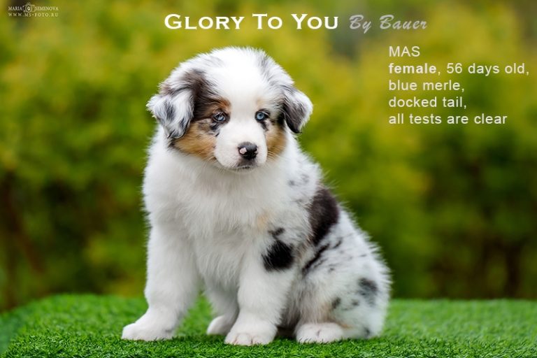 Glory to You by Bauer