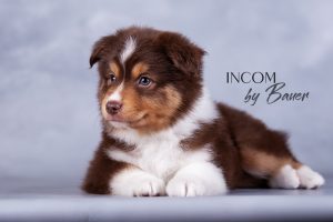 Incom by Bauer ~ ЙОКО, Мини-американская овчарка, фото 1 — питомник by Bauer