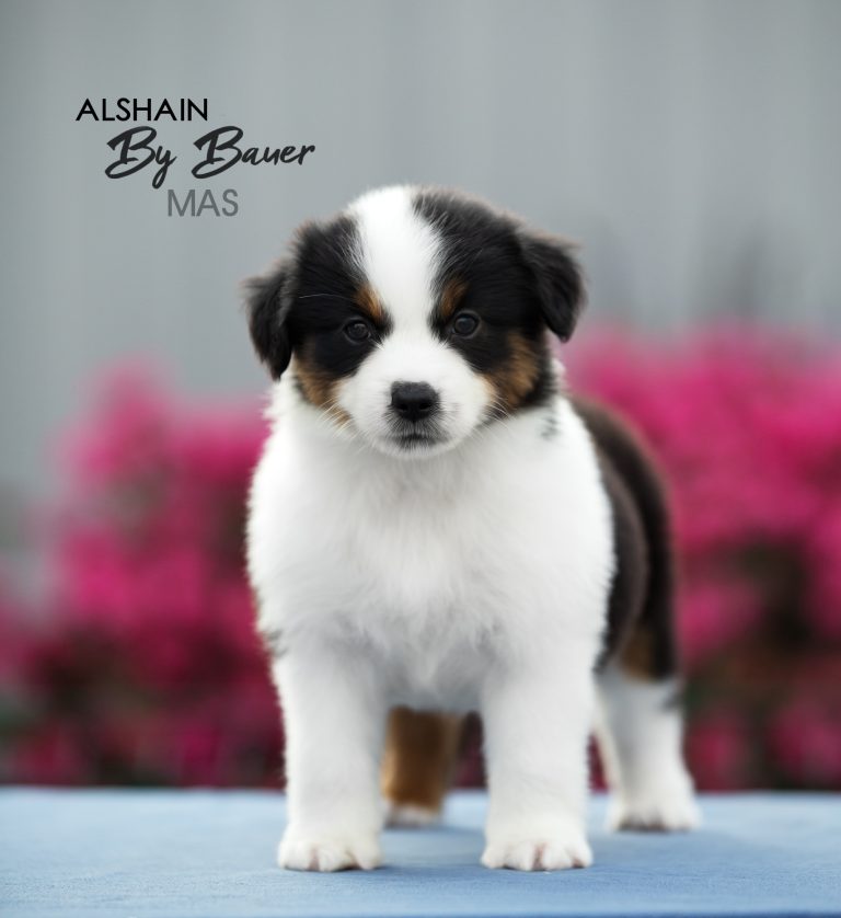 Alshain by Bauer ~ АЛЯ
