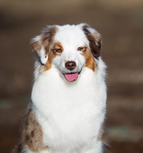 Benefits by Bauer ~ БЕНЯ, Мини-американская овчарка, фото 6 — питомник by Bauer