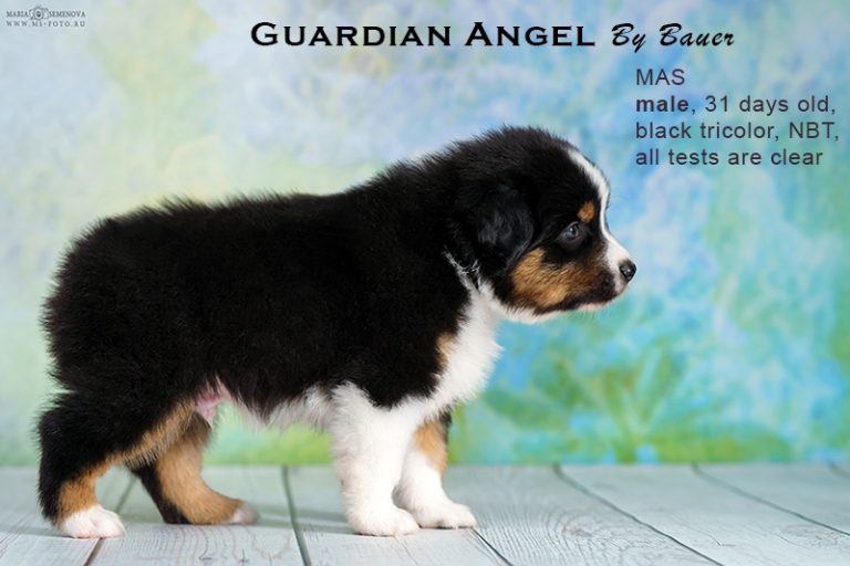 Guardin Angel by Bauer