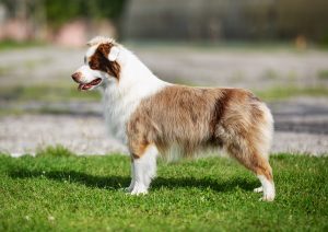 Bis by Bauer ~ БИСКВИТ, Мини-американская овчарка, фото 9 — питомник by Bauer