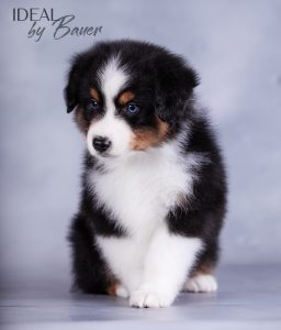 Ideal by Bauer ~ДИЛ, Мини-американская овчарка, фото 8 — питомник by Bauer
