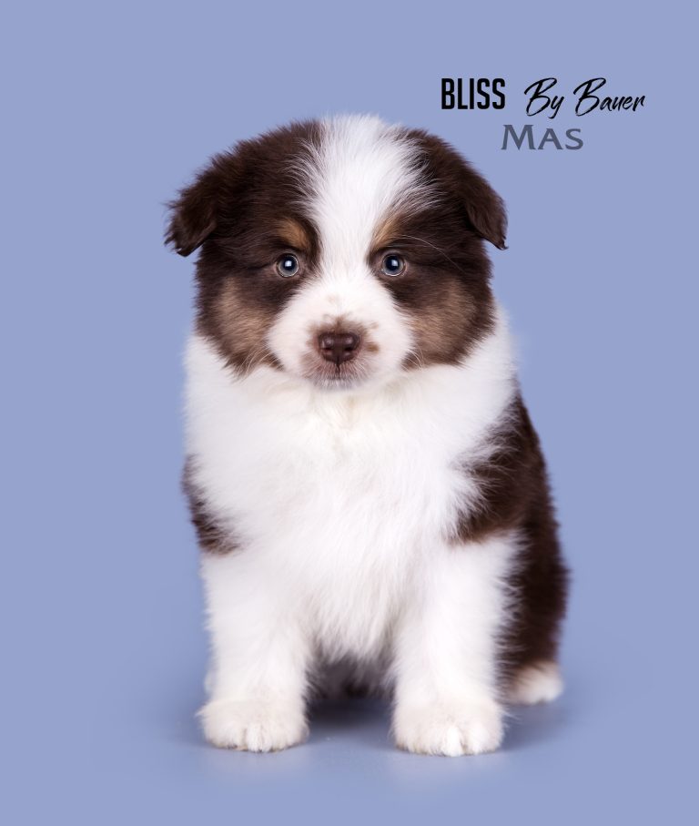 Bliss by Bauer ~