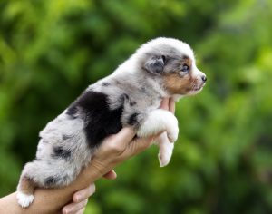 Wealth by Bauer ~ ВЕЛСИ, Мини-американская овчарка, фото 2 — питомник by Bauer