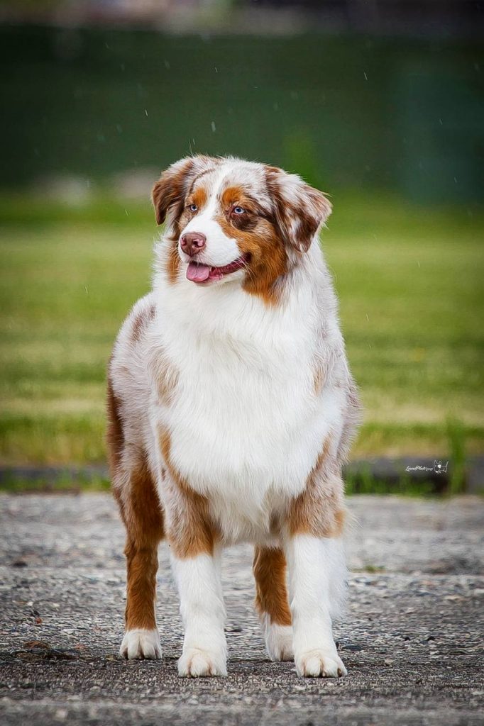 Олле Лаки Стар Щебетунья Сноу Сафари