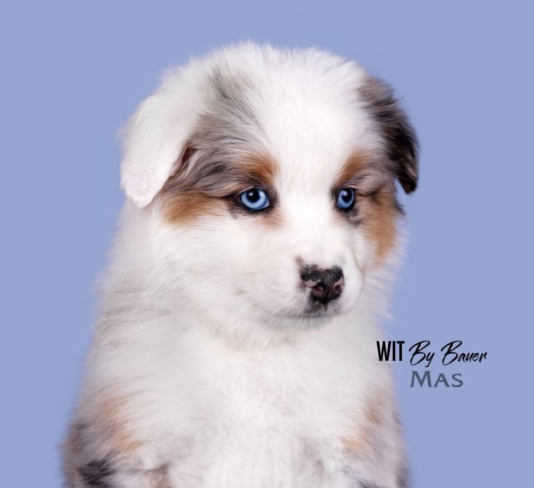 Wit by Bauer