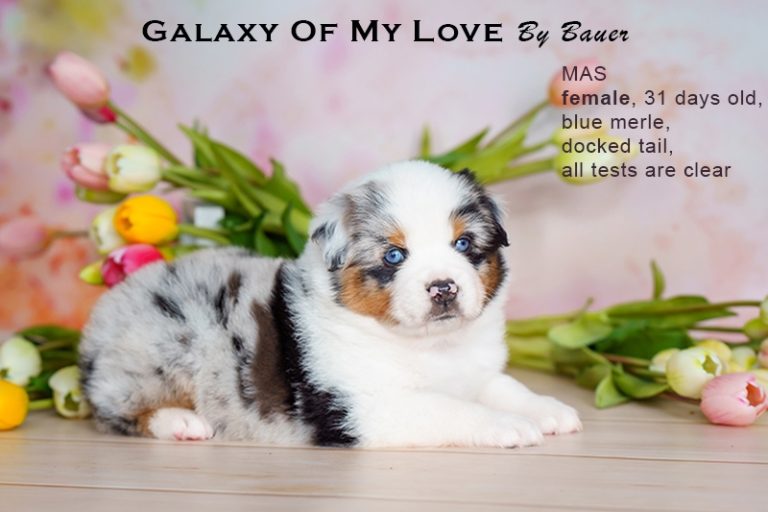 Galaxy of My Love by Bauer