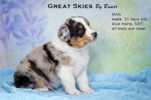 Great Skies by Bauer (НБТ) ~ ПОНЧИК, Мини-американская овчарка, фото 6 — питомник by Bauer