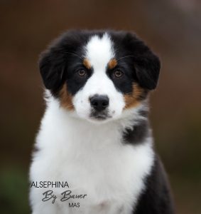 ALSEPHINA by Bauer ~ МАСЯ, Мини-американская овчарка, фото 7 — питомник by Bauer