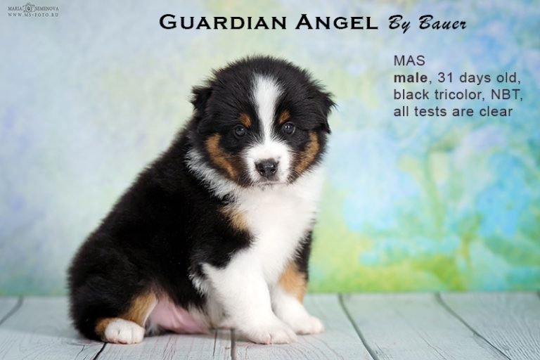 Guardin Angel by Bauer