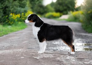 ALSEPHINA by Bauer ~ МАСЯ, Мини-американская овчарка, фото 10 — питомник by Bauer