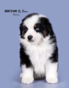 Born to Win by Bauer ~ БЬЁРН, Мини-американская овчарка, фото 6 — питомник by Bauer