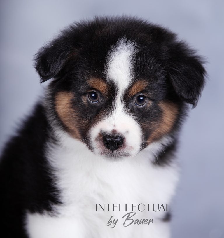Intellectual by Bauer ~ РИККИ