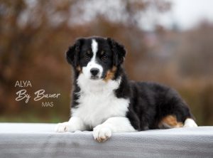 Alya by Bauer ~ МАСЯ, Мини-американская овчарка, фото 4 — питомник by Bauer