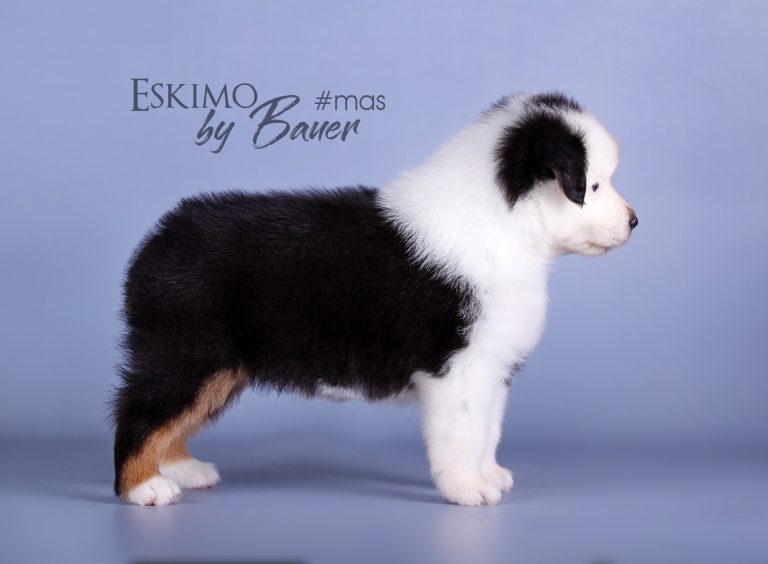 Eskimo by Bauer ~