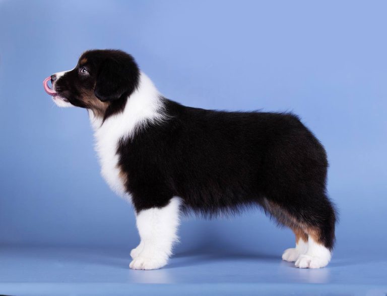 Девочка красный мерль