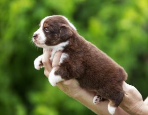 Worthy by Bauer ~ АЙСА, Мини-американская овчарка, фото 11 — питомник by Bauer