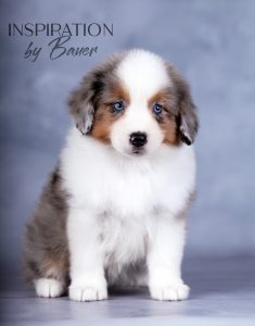 Inspiration by Bauer ~ КИВИ, Мини-американская овчарка, фото 5 — питомник by Bauer