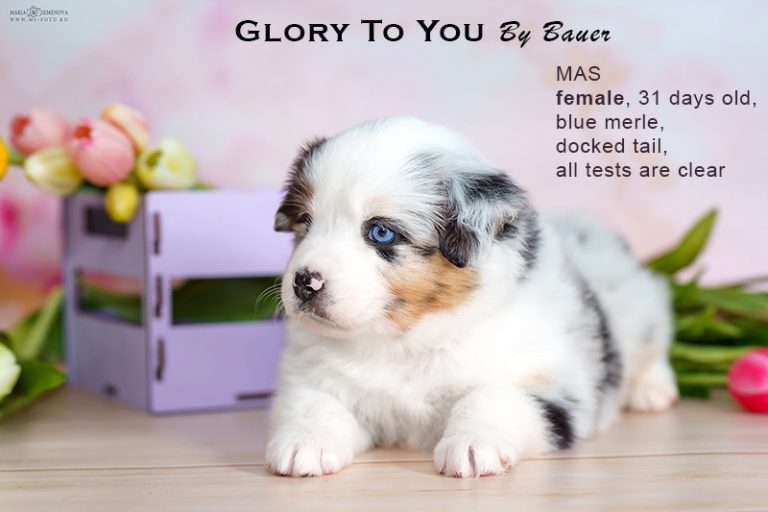 Glory to You by Bauer