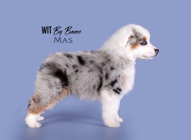 Wit by Bauer