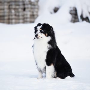 Born to Win by Bauer ~ БЬЁРН, Мини-американская овчарка, фото 15 — питомник by Bauer