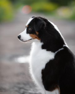 ALSEPHINA by Bauer ~ МАСЯ, Мини-американская овчарка, фото 12 — питомник by Bauer