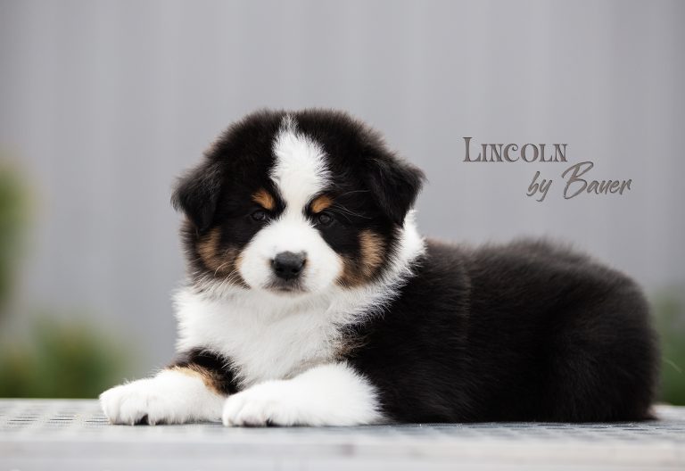 Lincoln by Bauer ~ МАКС