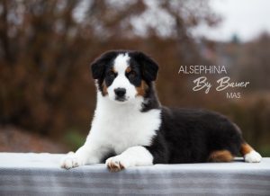 ALSEPHINA by Bauer ~ МАСЯ, Мини-американская овчарка, фото 14 — питомник by Bauer