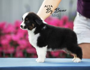Alya by Bauer ~ МАСЯ, Мини-американская овчарка, фото 5 — питомник by Bauer