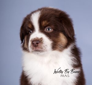 Worthy by Bauer ~ АЙСА, Мини-американская овчарка, фото 10 — питомник by Bauer