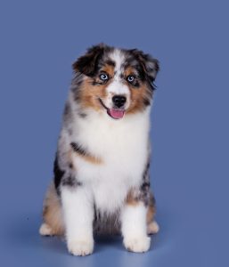 Wealth by Bauer ~ ВЕЛСИ, Мини-американская овчарка, фото 15 — питомник by Bauer