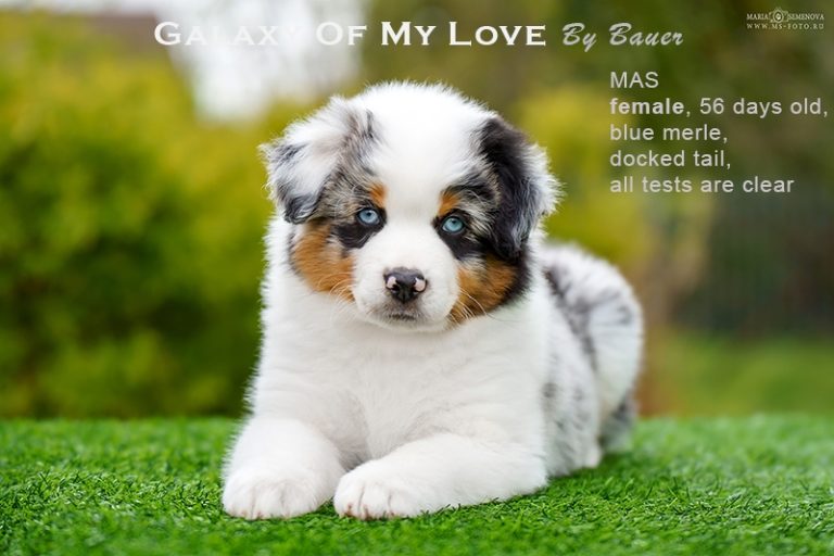 Galaxy of My Love by Bauer