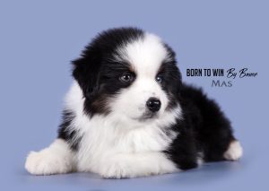 Born to Win by Bauer ~ БЬЁРН, Мини-американская овчарка, фото 9 — питомник by Bauer