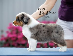 AVIOR by Bauer ~ ТАШ, Мини-американская овчарка, фото 38 — питомник by Bauer