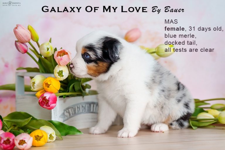 Galaxy of My Love by Bauer