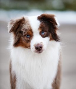 Bis by Bauer ~ БИСКВИТ, Мини-американская овчарка, фото 10 — питомник by Bauer