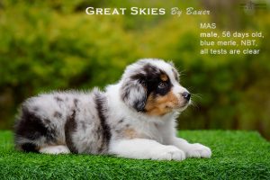 Great Skies by Bauer (НБТ) ~ ПОНЧИК, Мини-американская овчарка, фото 4 — питомник by Bauer